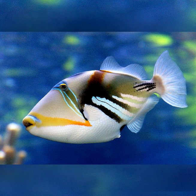 Picasso Fish
