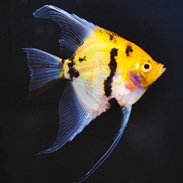 Blushing Angel Fish