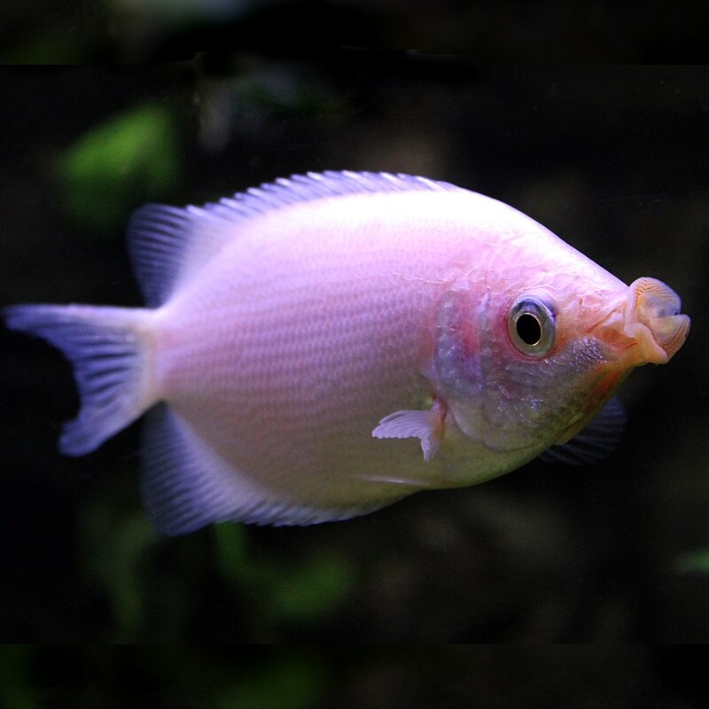 Kissing Gourami
