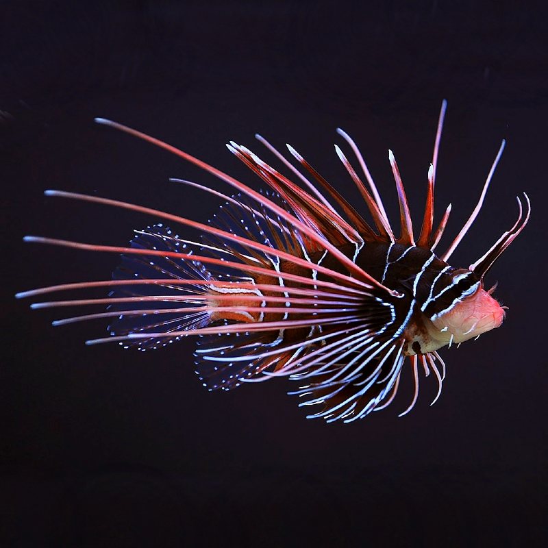 Lionfish
