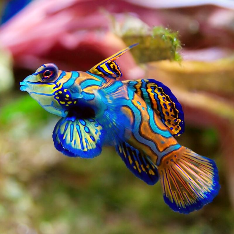 Mandarin Fish