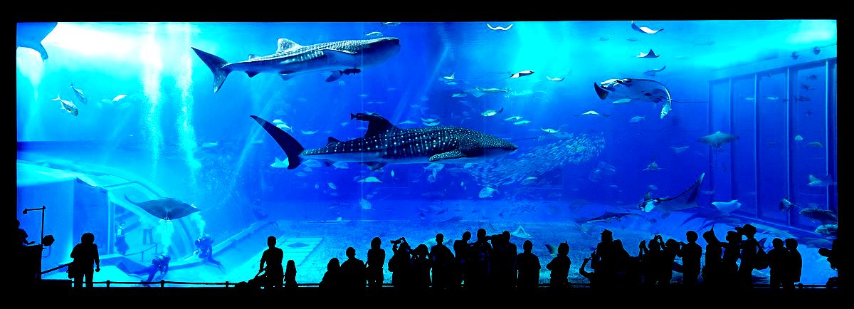 Okinawa_Aquarium_1200_OPT