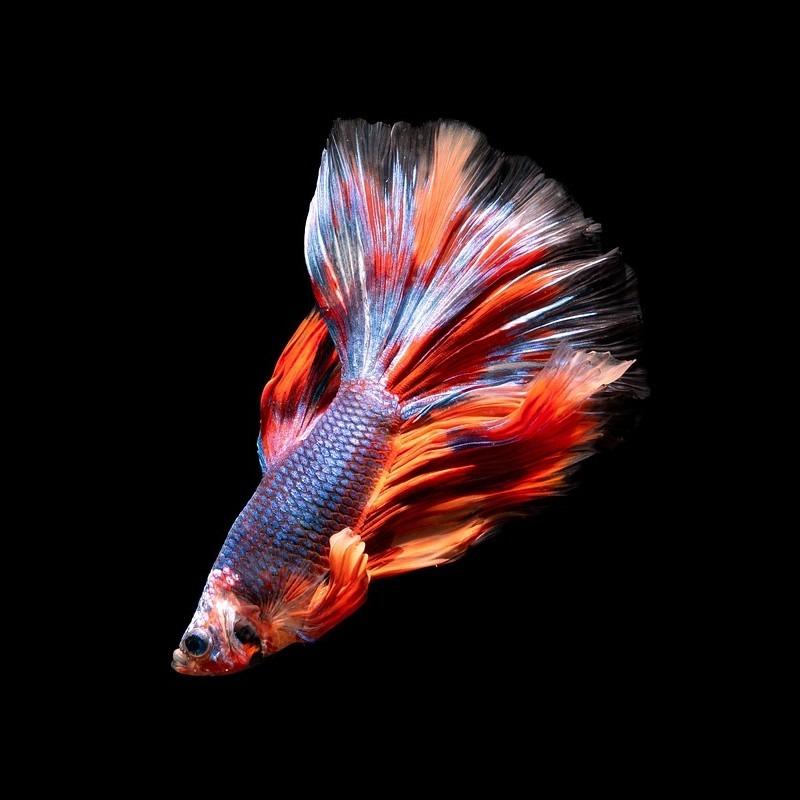 Siamese Fighting Fish