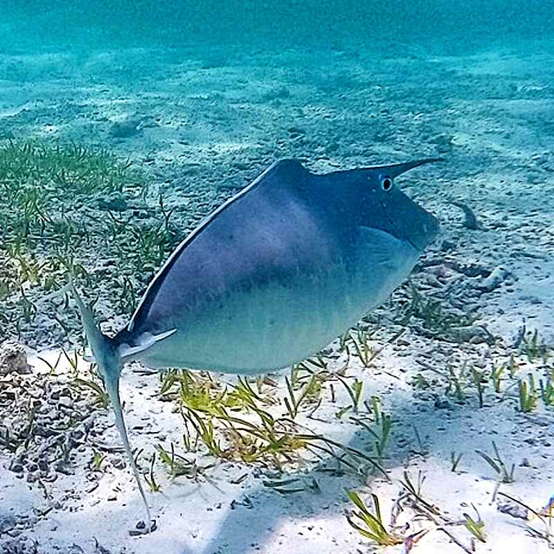 Unicorn Fish