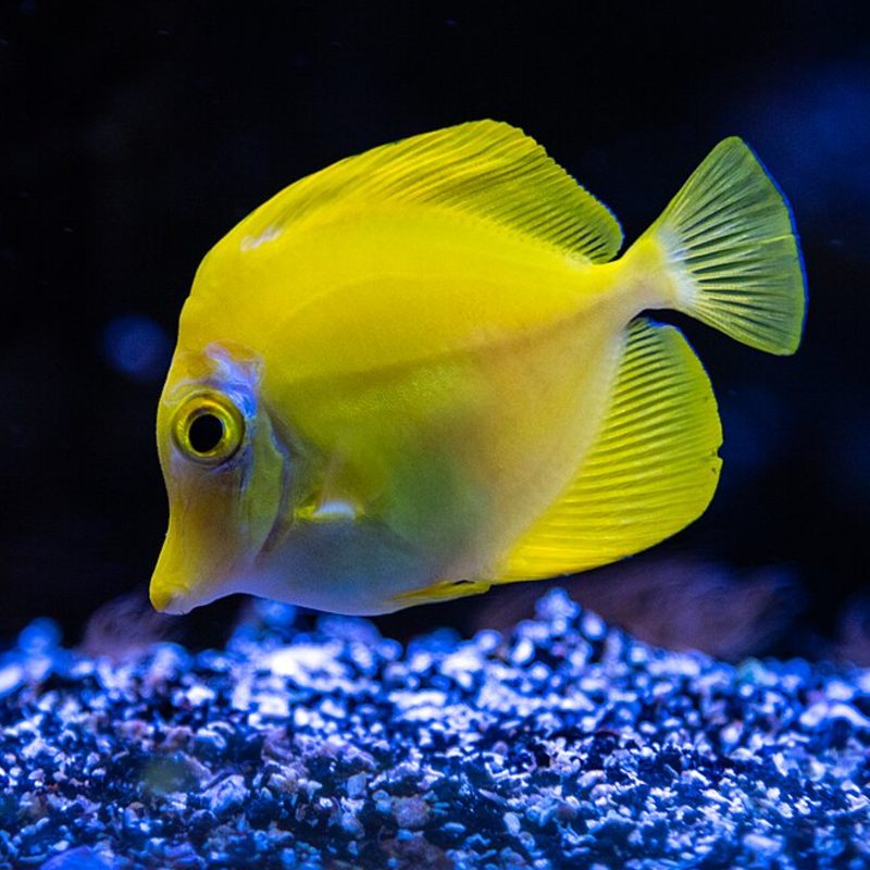 Yellow Tang