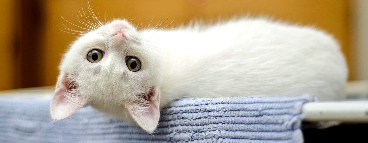 kitten-1285341_1280_OPT