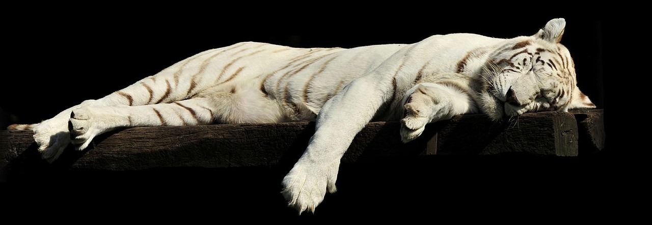 tiger-1285229_1280_OPT