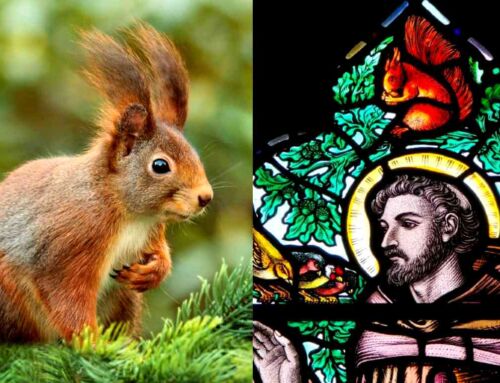 Does the Pope Have a Squirrel Named After Him?
