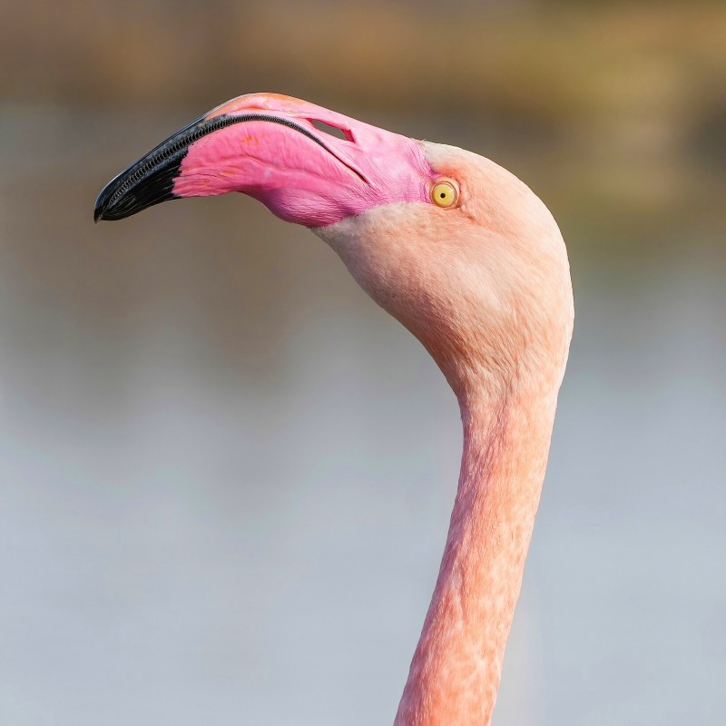 003_Greater_flamingo_close-up_in_2