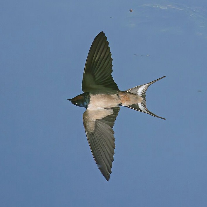 A_reflection_flight_of_barn_swallow_2