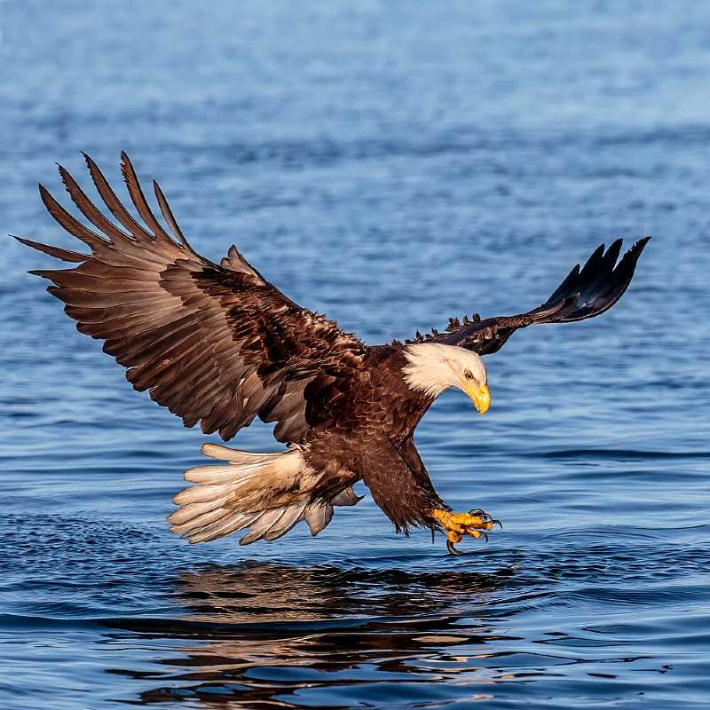 Bald_eagle_in_Alaska_2016_2