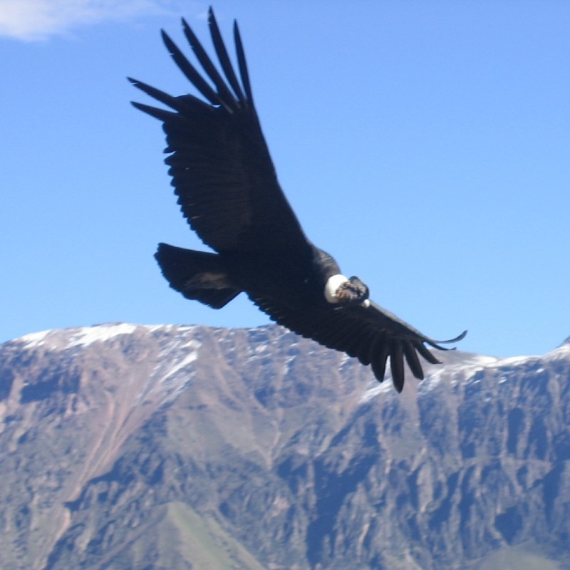 Condor_Valley_-_Flickr_-_Matito_2