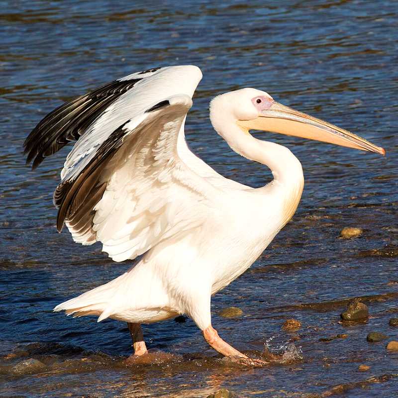 Pelecanus_onocrotalus_2