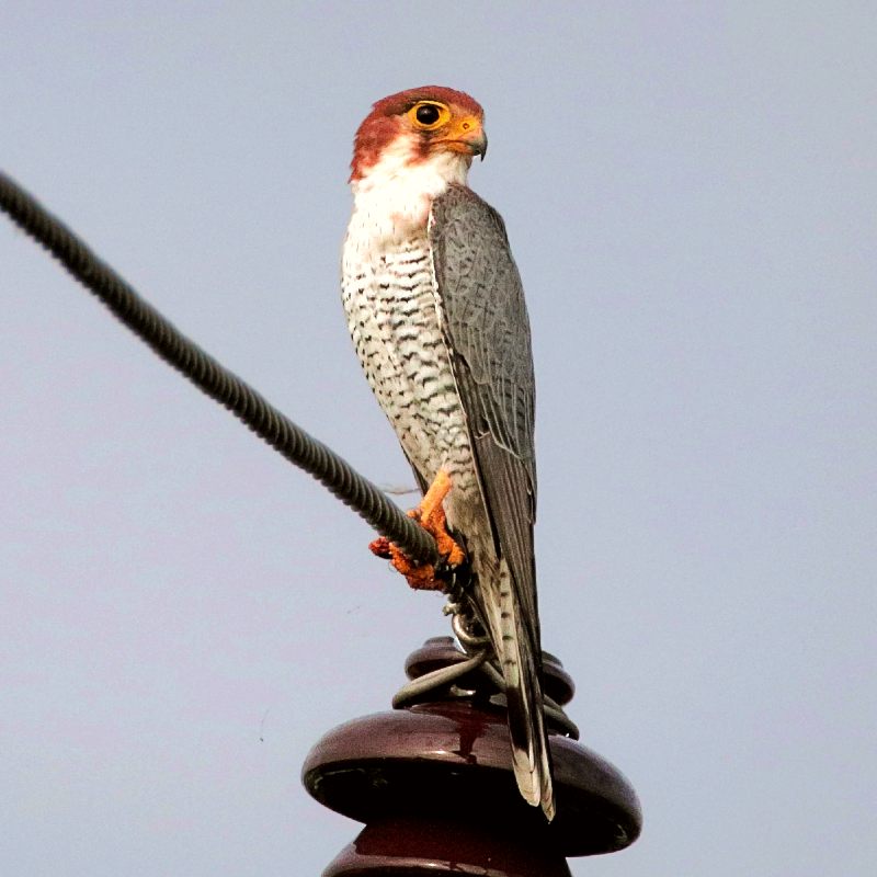 Red-necked_Falcon_(Falco_chicquera)_2