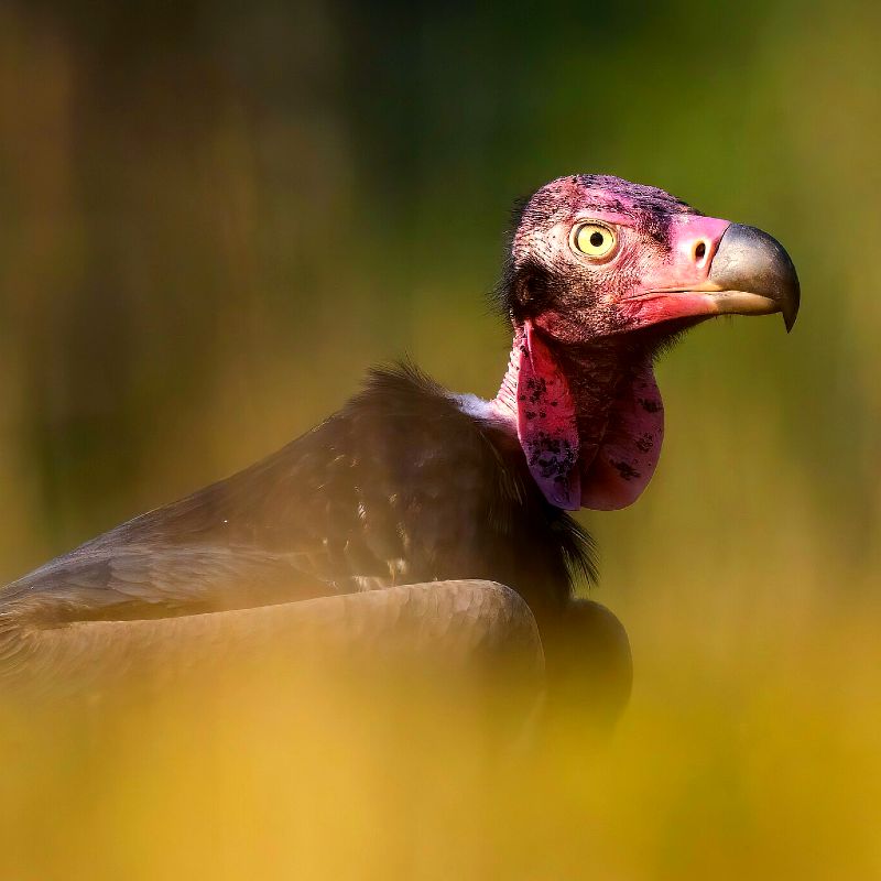 The_Red_Headed_Vulture_2