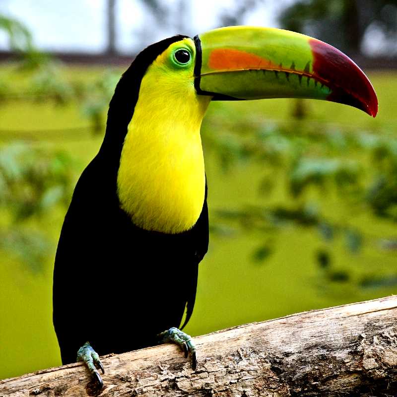bird-1281886_1920_@_OPT
