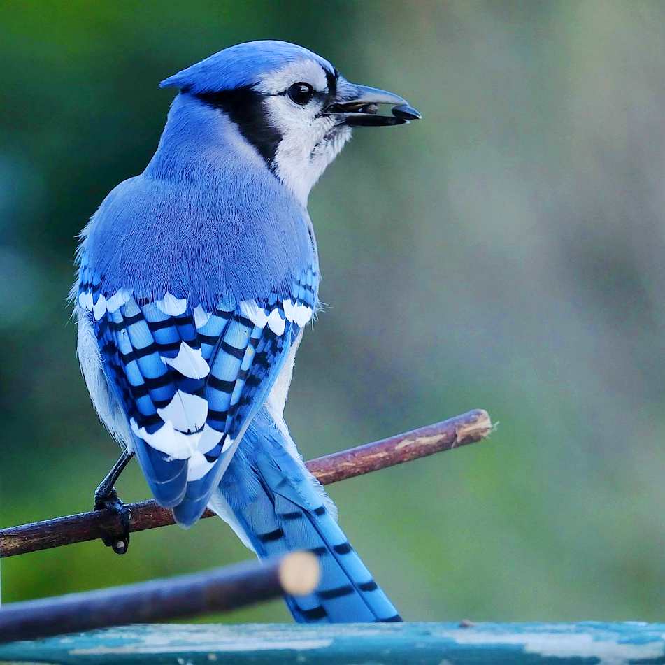 blue-jay-4345001_1280_2
