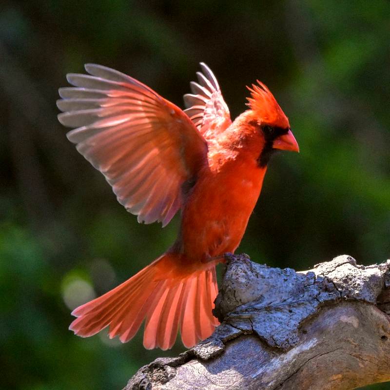 cardinal-6315820_1280_2