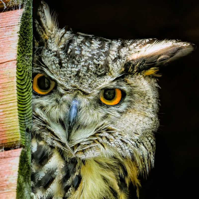 owl-8310476_1280_2