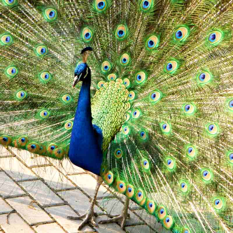 peacock-675630_1280_2