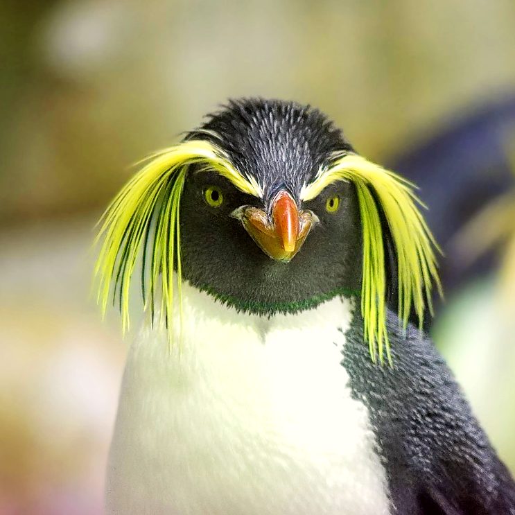 penguin-2104173_1280_2