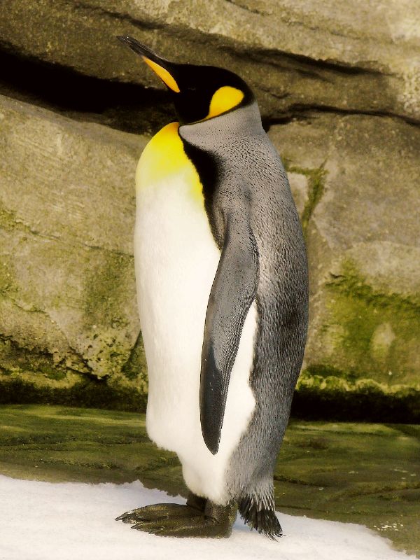 penguin-5242063_1280_2
