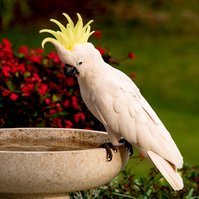 sulphur-crested-cockatoo_2_OPT