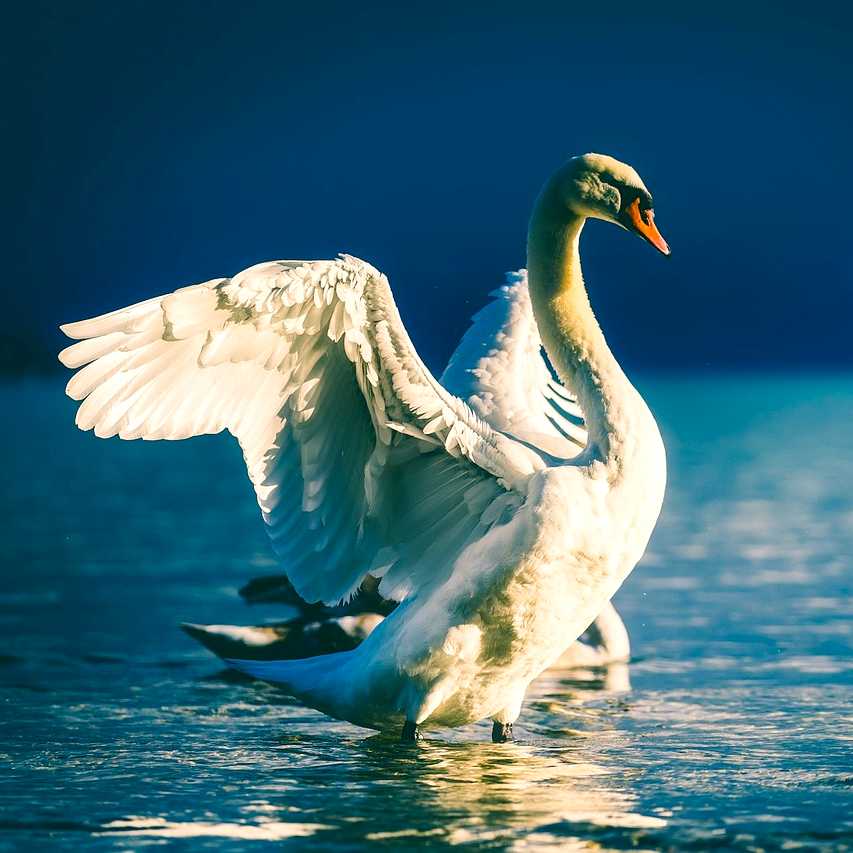 swan-2098349_1280_2