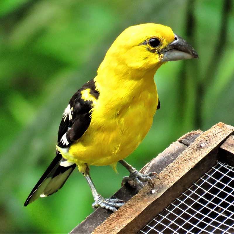 yellow-bird-2694825_1280_2