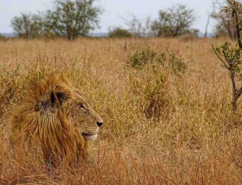 Masters of Camouflage in Nature