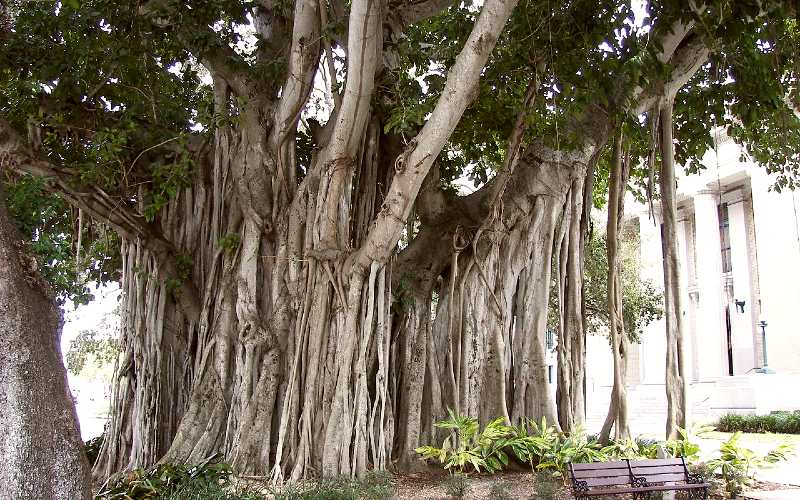 1280px-Banyan_tree_Old_Lee_OPT_500