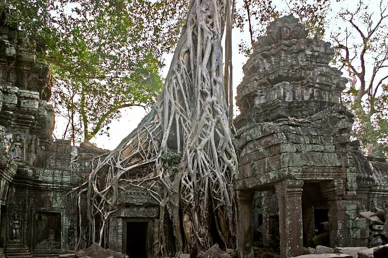 Angkor-Ta_Prohm-42-Baum-2007_OPT