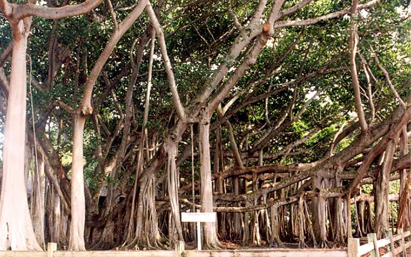 Fort_Myers_-_Banyan_Tree_at_Edison_Museum_OPT