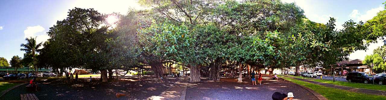 Lahaina_Banyan_Tree_OPT