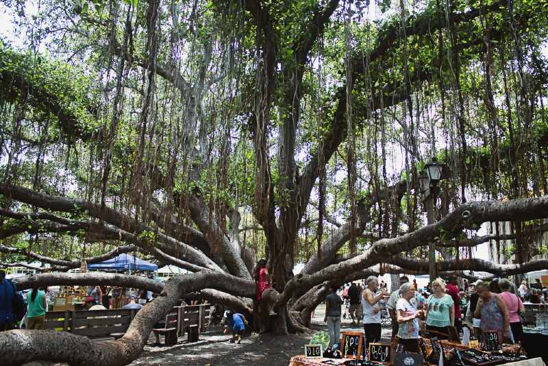 Lahaina_Banyan_tree_&_market_OPT
