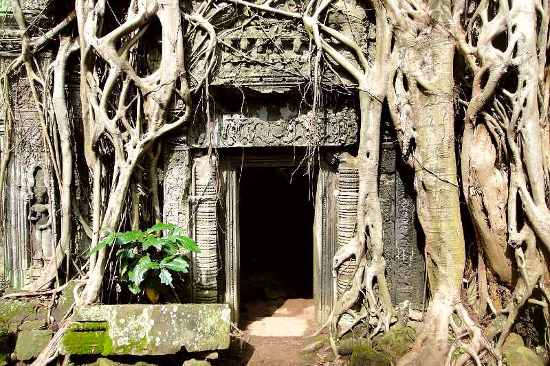Ta_Prohm,_Angkor,_Cambodia_OPT_2
