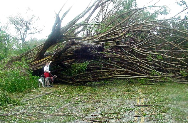 banyan_FL_OPT