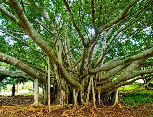 Trees That Have an Incredible Survival Instinct